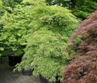 Acer palmatum 'Dissectum' - Japanse esdoorn 'Dissectum' - 1