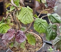 Corylus avellana 'Red Majestic' - Rode kronkelhazelaar - 1