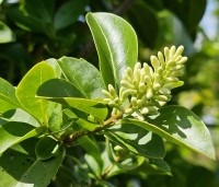 Ligustrum vulgare - Wilde Liguster - bloei in juni