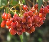 Sorbus 'Dodong' - Lijsterbes 'Dodong' - 1