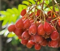 Sorbus 'Dodong' - Lijsterbes 'Dodong' - 2