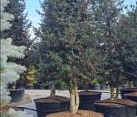 Ilex aquipernyi 'Dragon Lady' - Hulst 'Dragon Lady' - 2