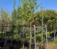 Tilia x europaea 'Pallida' - Koningslinde - 1