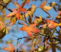 Amberboom 'Worplesdon' op weg naar de winter