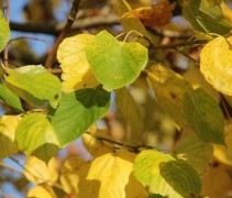 Tilia x europaea 'Euchlora' 