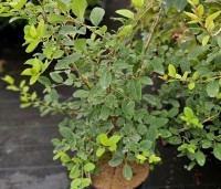 Chionanthus retusus - Sneeuwvlokkenboom - 3