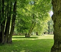 Tilia cordata - Winterlinde - 6