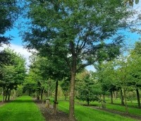 Gleditsia triacanthos 'Skyline' - Valse Christusdoorn 'Skyline' - 1