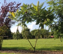 Rhus