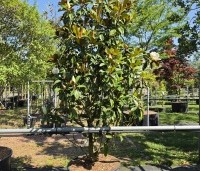 Magnolia grandiflora 'Goliath' - Magnolia grandiflora 'Goliath' - 3