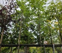 Platanus orientalis 'Minaret' - Oosterse plataan  'Minaret' - 4