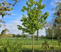 Corylus colurna - Turkse hazelaar - 1