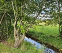 Salix alba - Schietwilg - 4