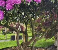 Rhododendron 'Roseum Elegans' - Rododendron 'Roseum Elegans' - 2