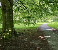Fagus sylvatica - Groene beuk - 1
