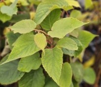 Actinidia deliciosa 'Atlas' - Kiwi 'Atlas' - begin herfstverkleuring