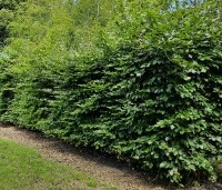 Fagus sylvatica - Groene beuk - ongesnoeid dit jaar