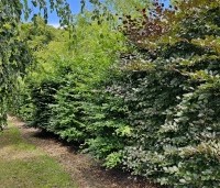 Fagus sylvatica - Groene beuk - 1