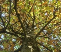 Quercus palustris - Moeraseik - 3