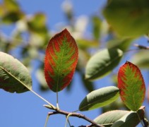 Amelanchier lamarckii