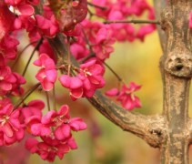 Euonymus europaeus