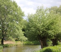 Salix Alba