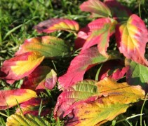 Parrotia persica Bella herfstkleuren