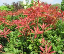 Pieris 'Mountain Fire' is een echte groenblijver in de schaduwhoek van uw tuin