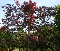 Scherm Acer platanoides 'Royal Red'