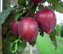 Vruchten Prunus 'Trailblazer'