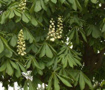 Aesculus hippocastanum blad en bloem