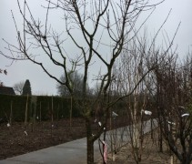 Chinese esdoorn, acer tataricum subsp. ginnala
