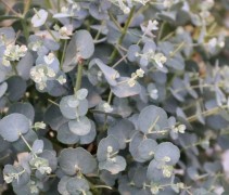 Eucalyptus Gunni