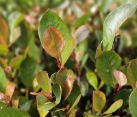Photinia fraseri 'Little Red Robin' - Glansmispel 'Little Red Robin' - 1