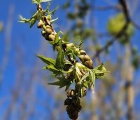 Liquidambar styraciflua - Amberboom - voorjaar