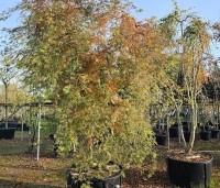 Acer palmatum 'Emerald Lace' - Japanse Esdoorn 'Emerald Lace' - 1