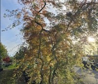 Acer palmatum 'Emerald Lace' - Japanse Esdoorn 'Emerald Lace' - 3