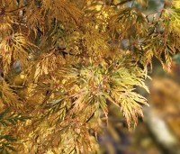 Acer palmatum 'Emerald Lace' - Japanse Esdoorn 'Emerald Lace' - 2