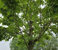 Prunus avium 'Kordia' - Prunus avium 'Kordia' - 2