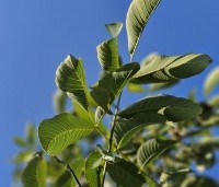 Juglans regia 'Axel' - Walnoot 'Axel' - 2