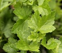 Ribes x nidigrolaria - Jostabes - 1