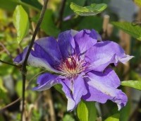 Clematis 'The President' - Bosrank 'The President' - 1