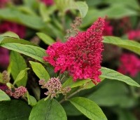 Buddleja davidii 'Butterfly Candy Little Ruby' - dwergvlinderstruik rood - 1