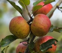 Malus domestica 'Elstar' - Appel Elstar - 1