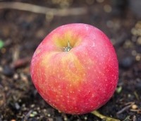 Malus domestica 'Elstar' - Appel Elstar - 2