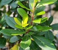 Arbutus unedo - Aardbeiboom - 6