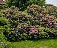 Rhododendron ponticum - Wilde rhododendron - bloeit als één der laatste Rhododendrons