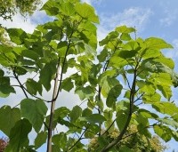 Paulownia tomentosa 'Hulsdonk' - Anna Paulownaboom 'Hulsdonk' - 2
