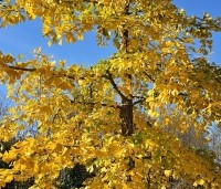 Ginkgo biloba - Japanse Notenboom - 4