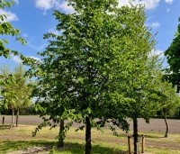 Carpinus betulus - Haagbeuk - 1